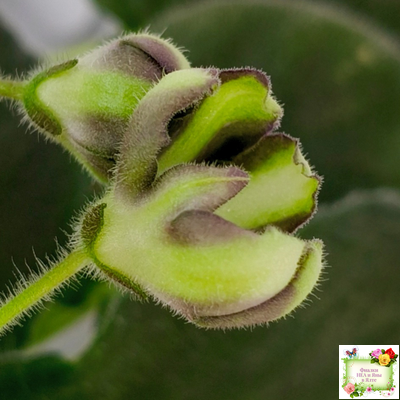 7 Белок (Калгины) химера (стартер сорт)