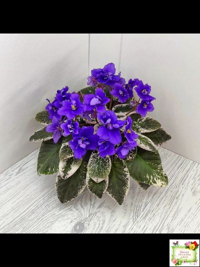 Hodss-Norway (Яна Ходченко) 2019 г. (пестролистный лонг)