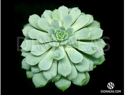 Echeveria Elegans