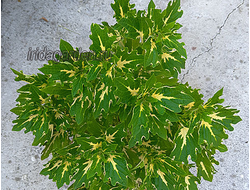 Колеус Scenic Beauty