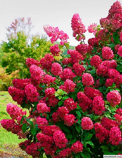 Купить Гортензия метельчатая Вимс Ред  в Москве - Фото - Красовский-Сад.рф