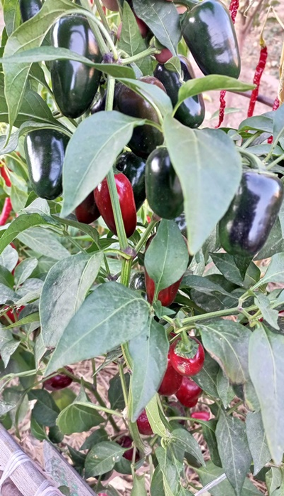Перец острый  Black Maroccan Jalapeno