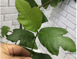 Ficus montana / фикус Монтана горный