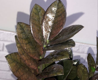 Замиокулькас Акебоно Красный / Z. Akebono Red