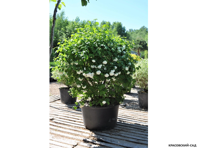 Топиар калина Розеум в форме шара - Roseum