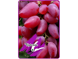 Дубовский розовый (укоренённый черенок)