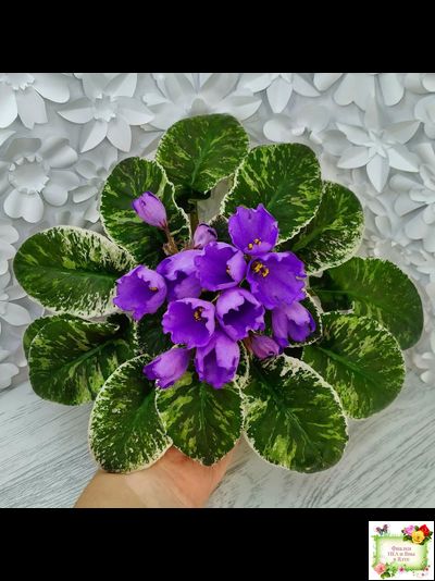 КНН-Крокус (Н. Куриленко) 2022 г. (лист с детками посажен 23.07.25)