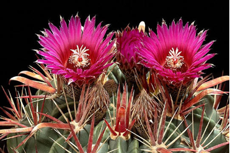 Ferocactus Latispinus