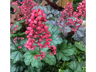 Гейхера гибридная "Париж"