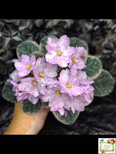 Rivermist Beguiling (J. Baker) (стартер)