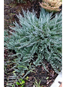 Можжевельник горизонтальный Blue Chip