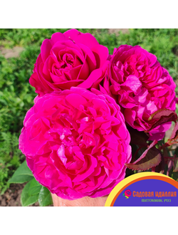 Джеймс Л.Остин (James L.Austin)