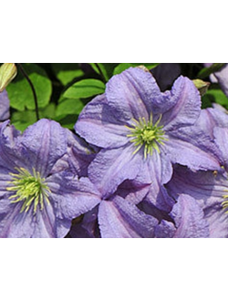 Клематис Prince Charles (Принц Чарльз), контейнер 2л