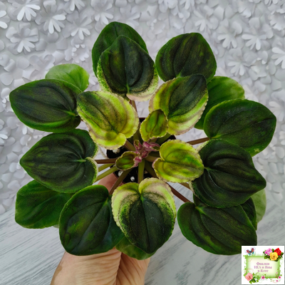 РС-Утренний Пляж (С. Репкина) 2020 г. (клакамас с кроновой пестролистностью)