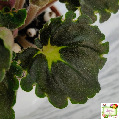 LV-Ланселот (Л. Шевелева) 2025 г. (клакамусный гёрл с кроновой пестролистностью) (стартер)