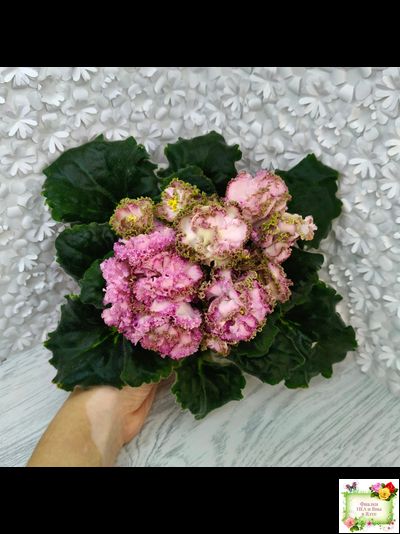 ЛЕ-Медуница (Е. Лебецкая) 2020 г.