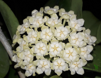 Hoya pachyclada white flowers