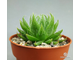 Haworthia Cooperi Picturata