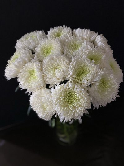 Хризантема одноголовая 15 шт