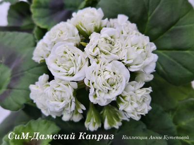 Пеларгония герань Дамский Каприз