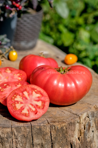Томат Кристина Ватчева ( Kristina Vatcheva), 10 шт