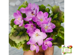 АВ-Почемучка (Фиалковод) 2020 г. (гёрл-листья с кроновой пестролистностью)