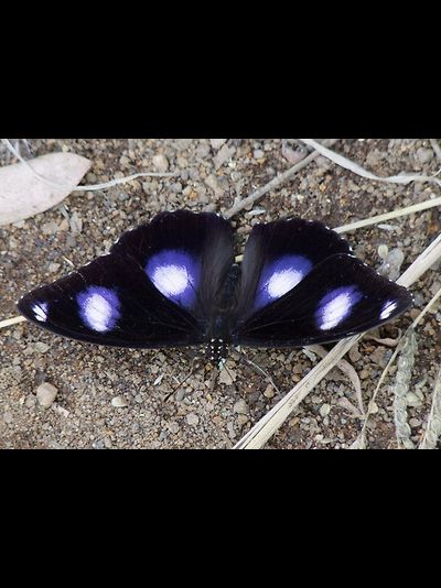 Салют 5 бабочек одного вида