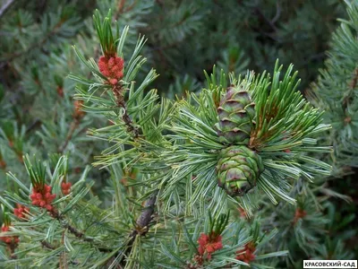 Сосна стланиковая Глаука кедровая - Pinus pumila glauca
