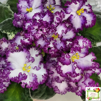 АВ-Навсегда (Фиалковод) 2021 г. (лист посажен 03.11.25)