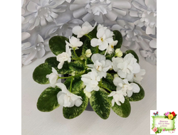 Scales White (Е. и Я. Немчиновы) 2025 г. (детка)