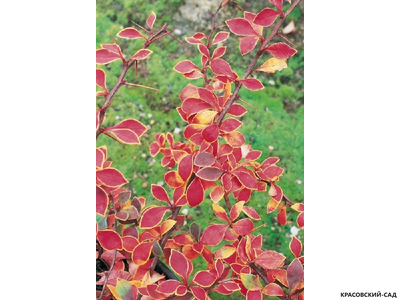 Барбарис тунберга Coronita