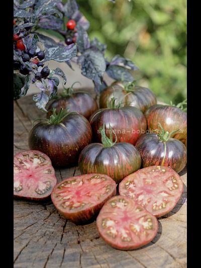 Томат Marsha's Starfighter Beefsteak (Бифштекс Марши), 10 шт