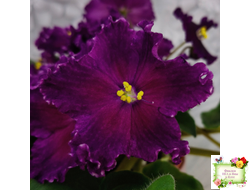 NiK-Аристократ (Н. Булко)