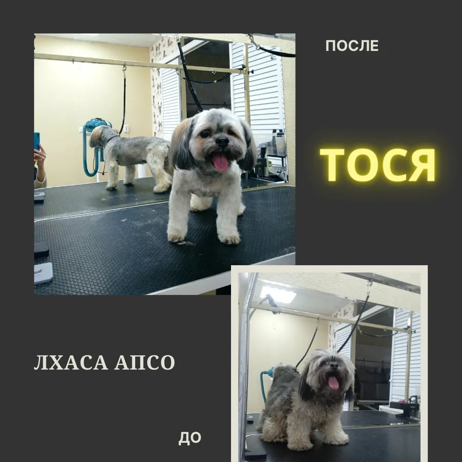 Лхаса апсо ТОСЯ