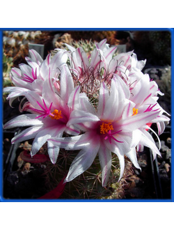 Mammillaria fraileana Repp 580