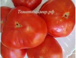 Томат Джильдо Пиетробони (Gildo Pietroboni)