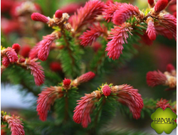 ЕЛЬ РИДАЛ (САЖЕНЕЦ 70 СМ)