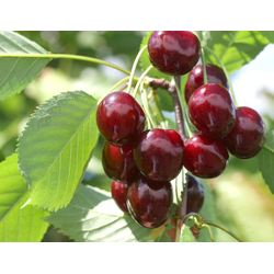 Овстуженка (черешня), 1 год, ЗКС