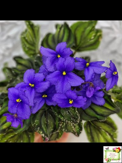 LV-БИГ (Л. Шевелева) 2024 г. трейлер (пасынок сорт посажен 15.08.25)