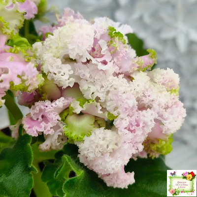 ЛЕ-Денди (Е. Лебецкая) 2011 г. (сортовой стартер)