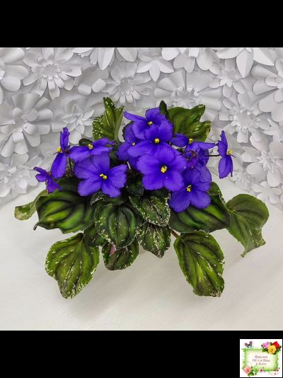 LV-БИГ (Л. Шевелева) 2024 г. трейлер (пасынок сорт посажен 15.08.25)