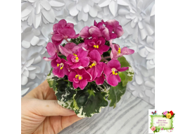 ЛЕ-Фруктовая Мармеладка (Е.Лебецкая) 2017 г. (лист укоренённый)