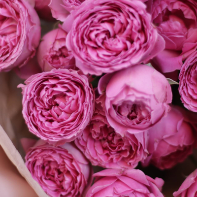 7 пионовидных роз "Misty Bubbles"