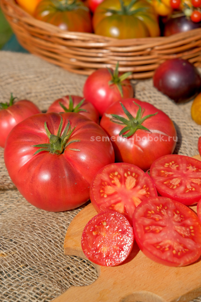 Томат Rebel Starfighter Kayleigh Anne Pink (Восставший Звездный Истребитель Кейли Энн Пинк ), 10 шт