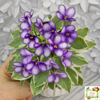 Rob's Lucky Penny (R.Robinson) (05/31/1997) листовая химера (пасынок сорт укоренённый)