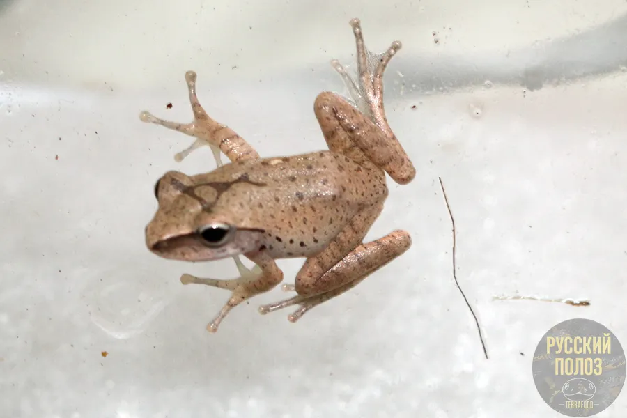 Большеголовый веслоног, Polypedates megacephalus