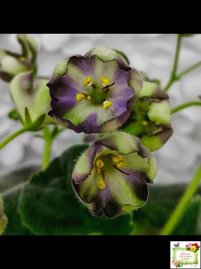 7 Белок (Калгины) химера (стартер сорт)