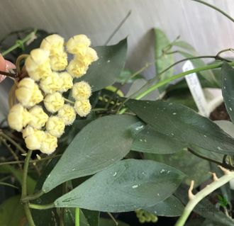 Hoya Mirabilis 'Clone B'