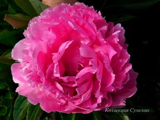 Пион Pillow Talk (Пиллоу Ток)