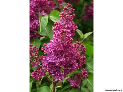 Сирень обыкновенная Знамя Ленина - фото цветков - красовский сад.рф